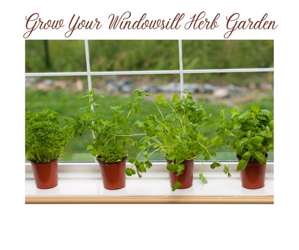 Grow Your Own Herbs - Windowsill Garden